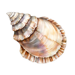 Fototapeta premium Seashell clipart