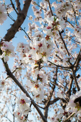 Blooming almond tree branches with delicate white flowers and last year’s remaining almonds. A beautiful contrast of fresh blossoms and mature fruit, capturing the essence of seasonal transition.