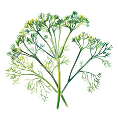 Green dill clipart isolated