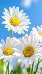 Vibrant white daisies against a sunny blue sky