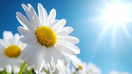 Vibrant white daisies basking in bright sunlight against a clear blue sky