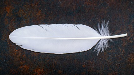 White feather on a dark brown background.