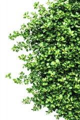 Lush green garden bushes with blooming flowers, isolated for use in outdoor-themed or natural scenery graphics.