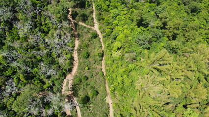 Aerial view of winding dirt path through dense forest