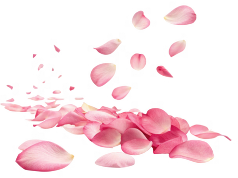 Delicate pink rose petals scattered gracefully, creating romantic atmosphere