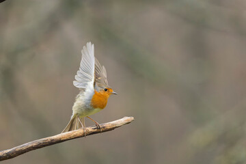 European Robin Erithacus rubecula taking off or flying