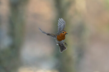 European Robin Erithacus rubecula taking off or flying