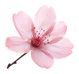 Fototapeta premium PNG A single Cherry Blossom petal blossom botanical flower.