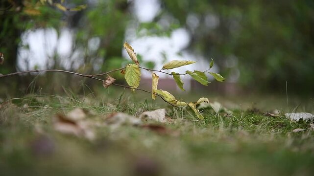 A branch with leaves sways in the wind on an autumn day.