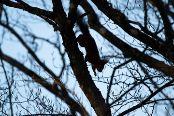 The Forest Shadow: The Squirrel Racing Through Winter’s Canopy