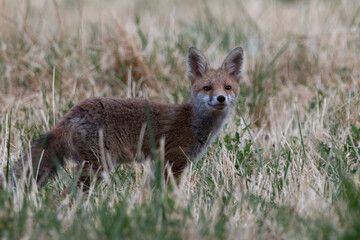 Scent of the Wild: A Young Fox Sensing the Breeze