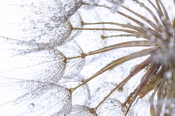 close up of dandelion