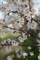 Blooming almond tree branches with delicate white flowers and last year’s remaining almonds. A beautiful contrast of fresh blossoms and mature fruit, capturing the essence of seasonal transition
