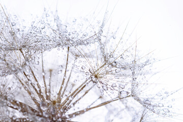 close up of dandelion