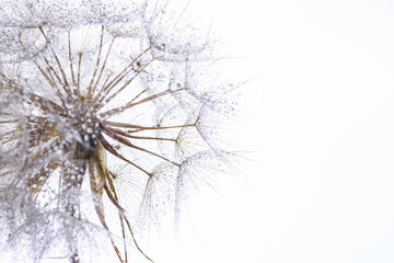 close up of dandelion