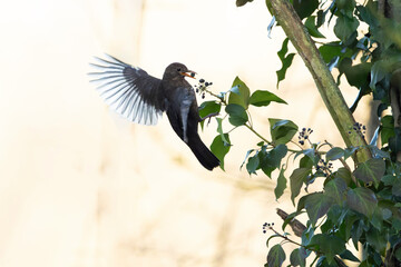 Blackbird Turdus merula feeding on ivy