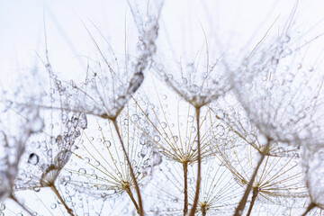 close up of dandelion