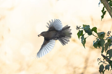 Obraz premium Blackbird Turdus merula feeding on ivy