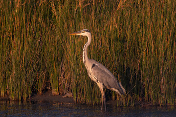 The Majestic Watcher of the Golden Marsh