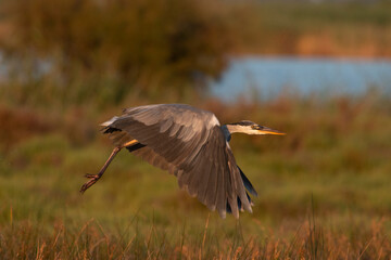 Gliding Over Golden Wilds