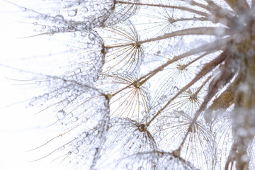 close up of dandelion
