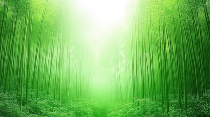 Fototapeta premium Serene Bamboo Forest Path, Misty Sunlight
