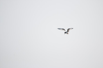 Silent Hunter in a White Sky