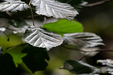 Sunlit Hazel Leaves: Whisper of Spring