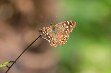Harmony in Two Tones: Butterfly Between Earth and Forest