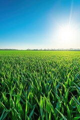 Serene Green Field Under a Sunny Sky