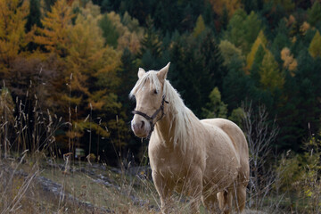 Graceful Horse in the Pyrenees with Stunning Autumn Foliage