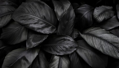 Fototapeta premium Closeup tropical black leaves texture and dark tone process, abstract nature pattern background