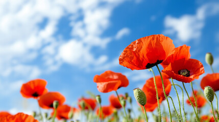 Endless Scarlet Poppies Under a Blue Sky A stunning view of an endless poppy field, where vibrant red flowers contrast beautifully with the bright blue sky and scattered white clou