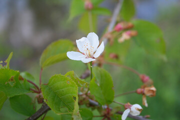 white cherry blossom surrounded by green leaves, white cherry blossom surrounded by juicy leaves, cherry tree in bloom, flowering prunus