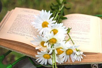 Bouquet of white daisy flowers on a old book; close up, natural background