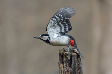 great spotted Woodpecker Dendrocopos major in flight or taking off