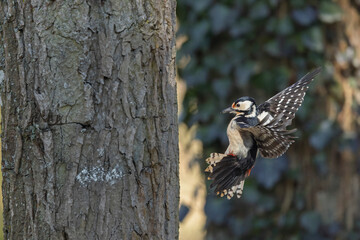 great spotted Woodpecker Dendrocopos major in flight or taking off
