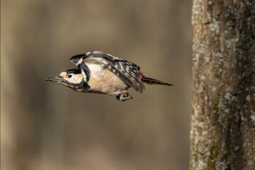 great spotted Woodpecker Dendrocopos major in flight or taking off