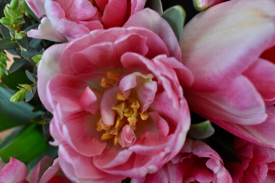 A close-up image of a pink tulip in full bloom, showcasing the delicate texture and smooth curves of its petals. The soft pink tones create a gentle, romantic feel