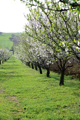 Fototapeta premium A serene alley of blooming almond trees with white and pink flowers, lined up in rows, surrounded by green grass