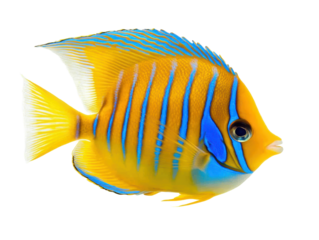 Isolated Striking Blue and Yellow Angelfish Swimming with Elegance