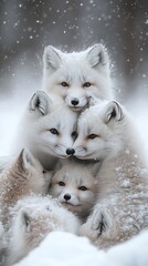 Group of foxes in snowy wilderness high resolution picture