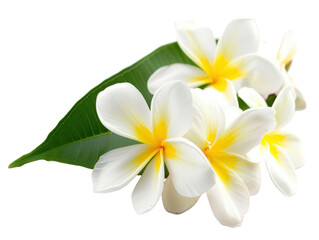 Isolated Frangipani Flowers with Lush Green Leaf