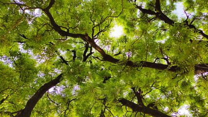 green leaves in the sun