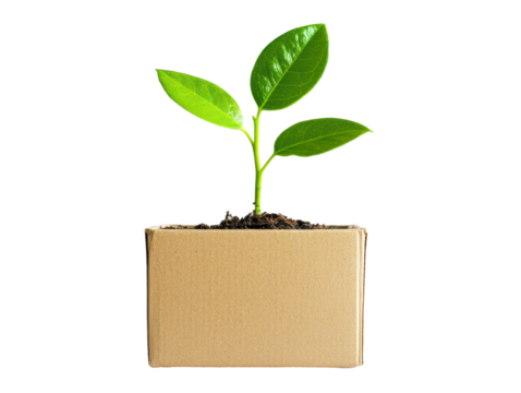 Isolated Young Plant Sprouting in Cardboard Box with Soil