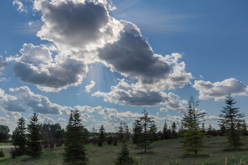 Blue sky with cumulus clouds backlit over the young spruces