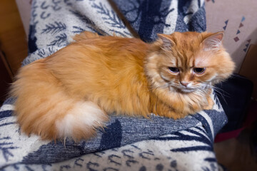 Ginger house cat lies on black and white blanket
