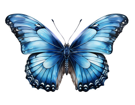 Blauer Schmetterling isoliert auf wei&szlig;en Hintergrund 