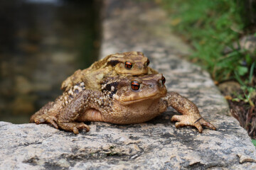 Close-Up of Mating Common Toads with Striking Orange Eyes on a Rocky Surface