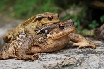 Wild Toads in Mating Embrace Resting on a Rock in Their Natural Environment